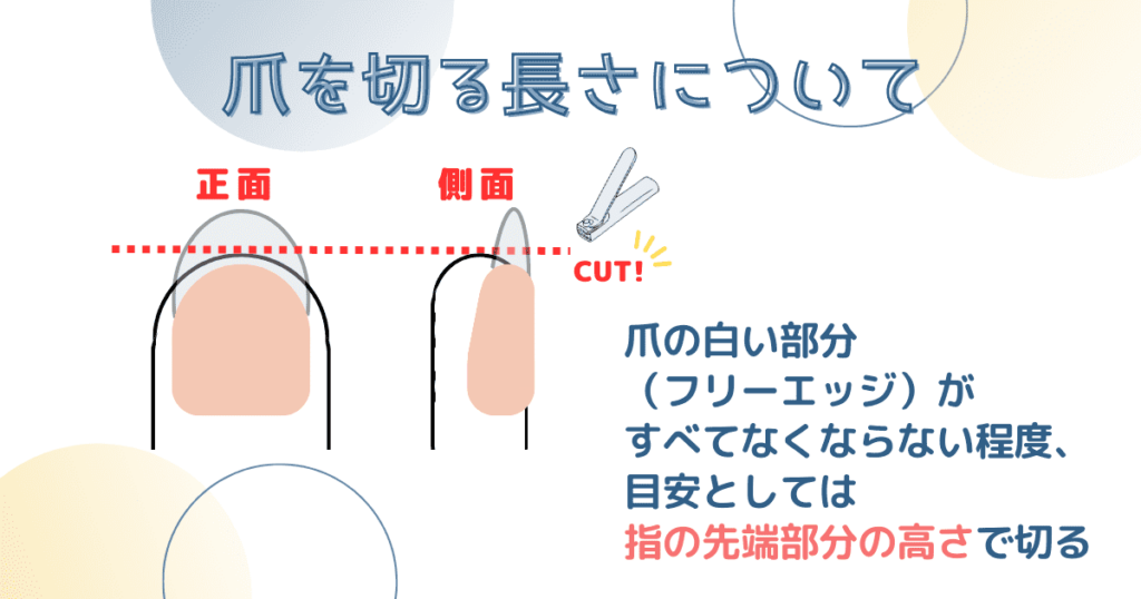 爪を切る長さについて